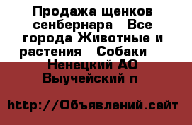 Продажа щенков сенбернара - Все города Животные и растения » Собаки   . Ненецкий АО,Выучейский п.